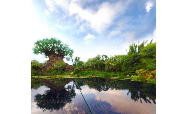 View of Disney Tree of Life