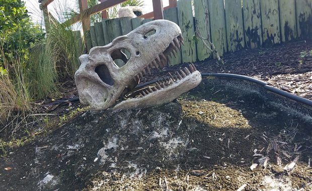 side view of dinosaur skull at Wild Willys Dino Adventure