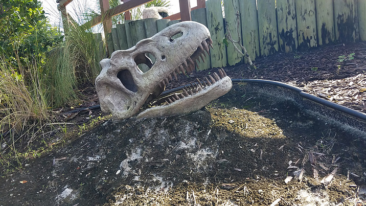 side view of dinosaur skull at Wild Willys Dino Adventure