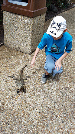 young boy looking at lizard at Busch Gardens Williamsburg